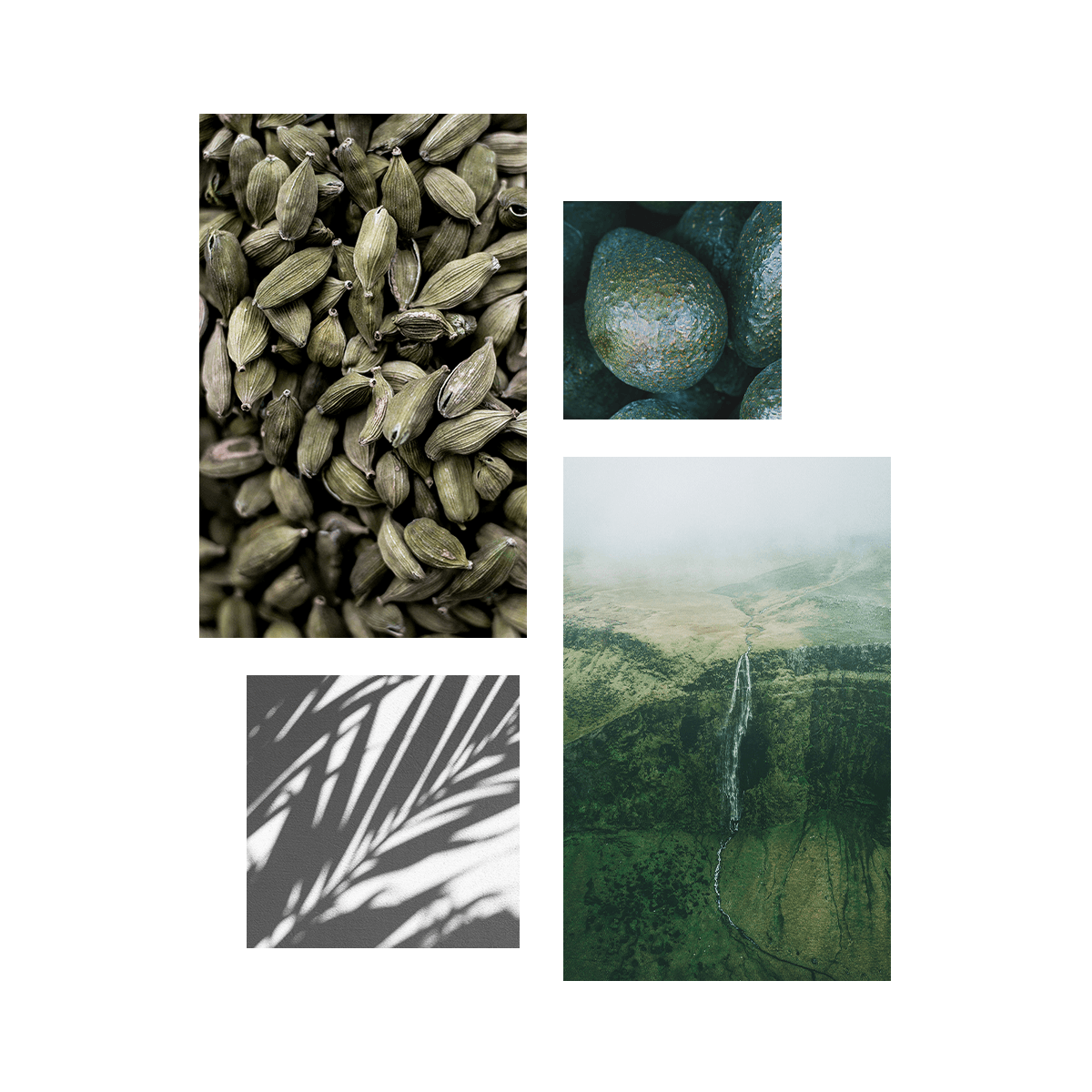 Bristol Eukalyptus - frisch & lebendig