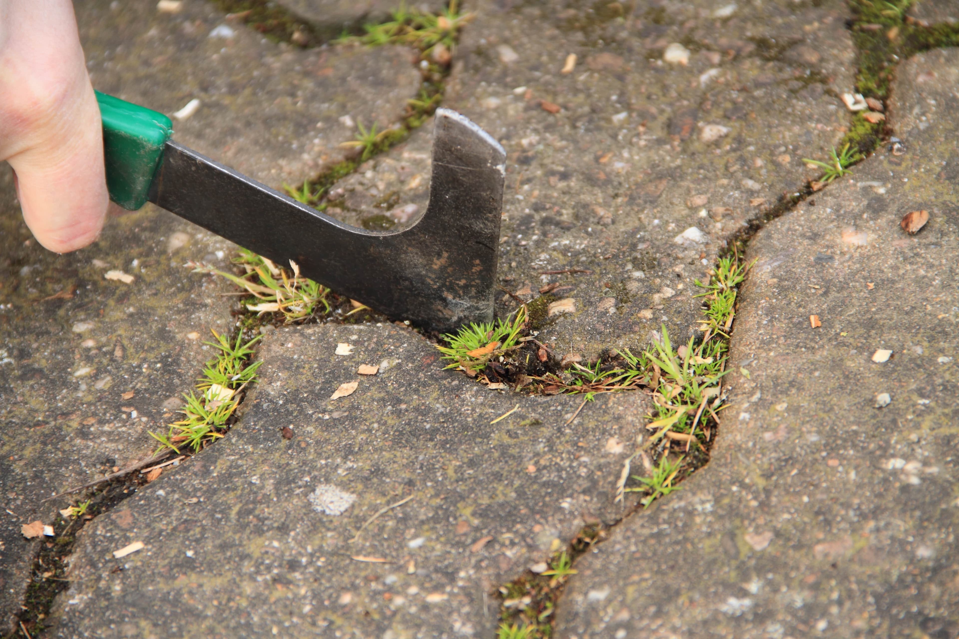 Gartenpflege - Unkrautjäger im Einsatz