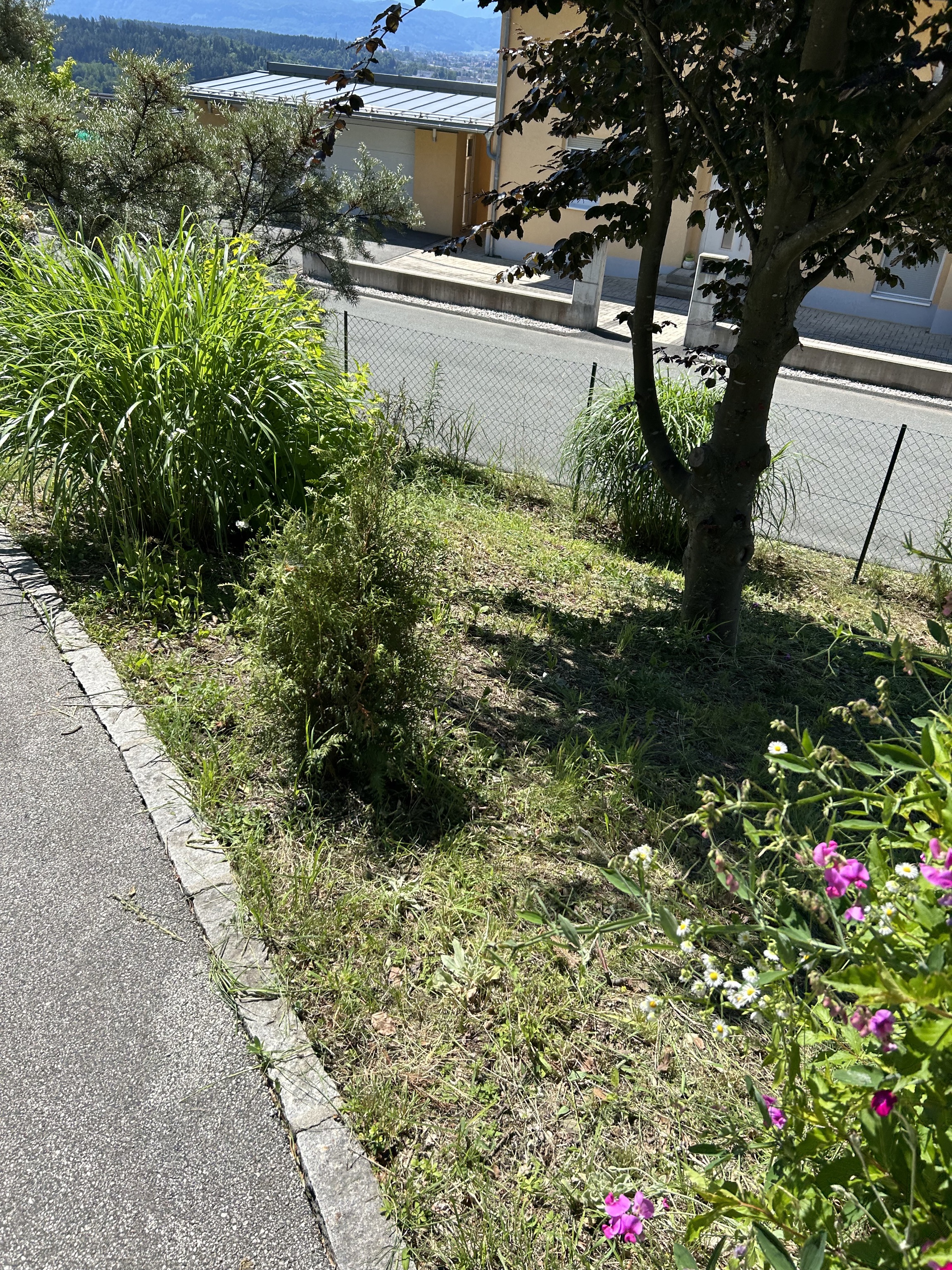 Gartenpflege - Unkrautjäger im Einsatz