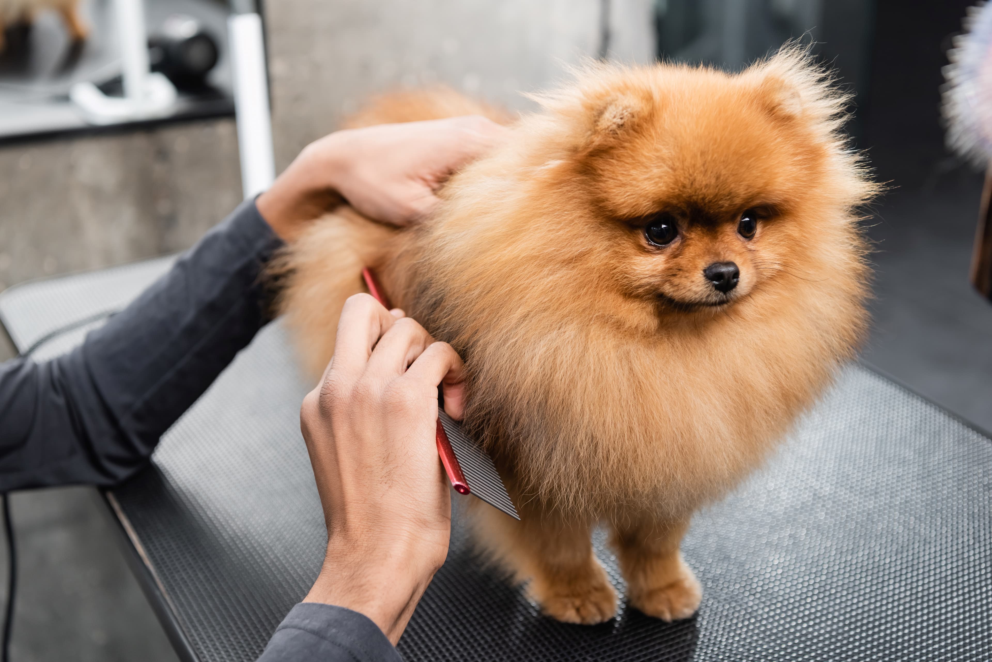 Schneiden und Stylen für deinen Hund in Wien 