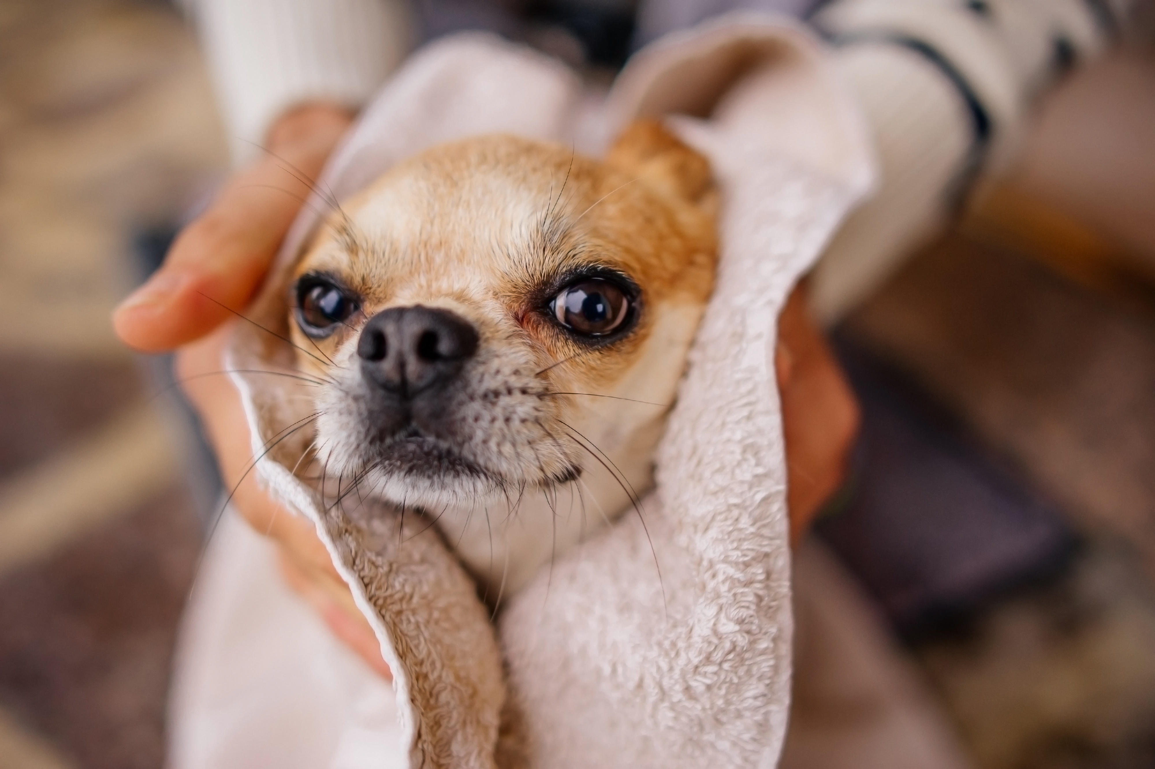 Ohrenreinigung für deinen Hund in Wien