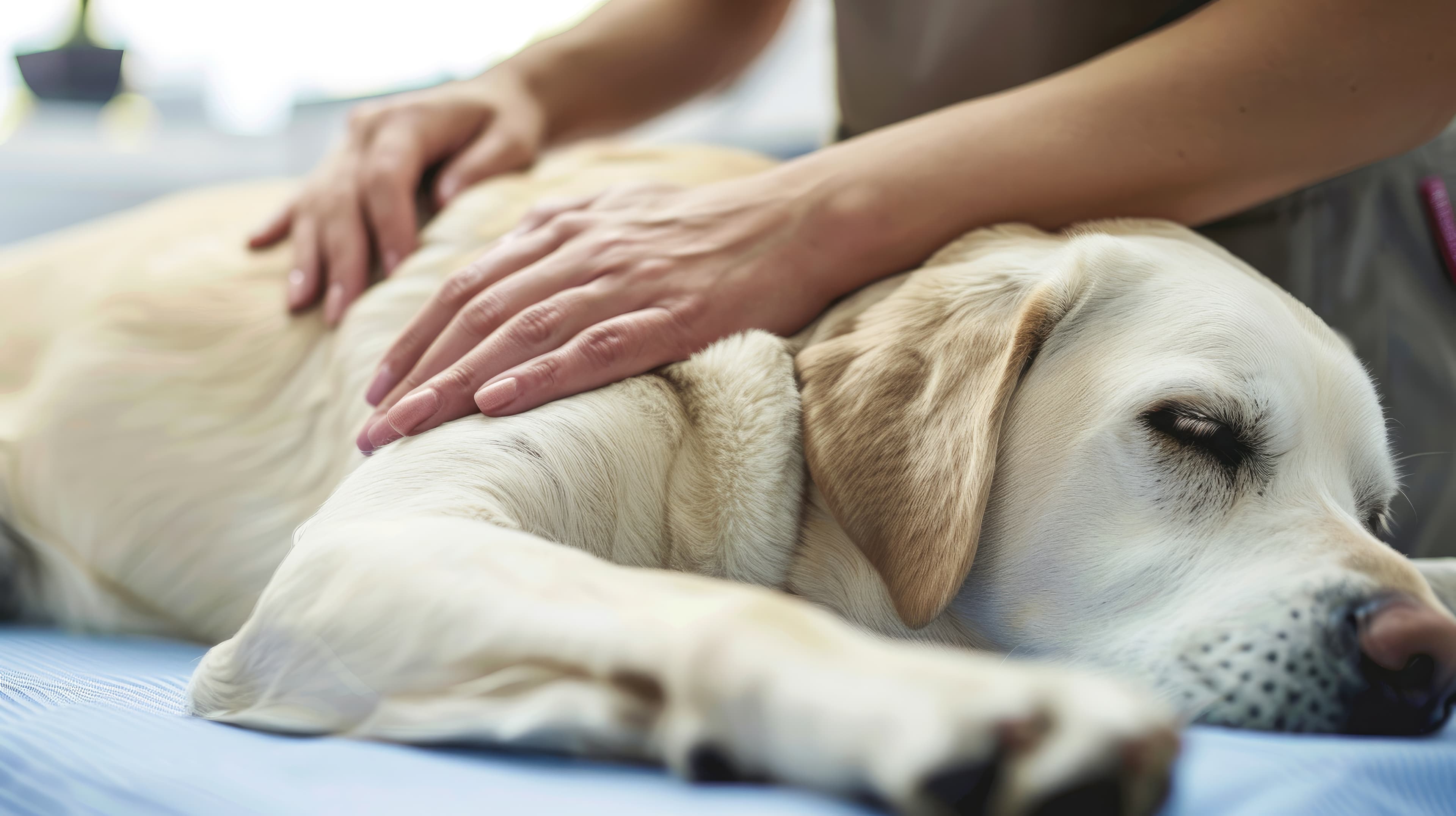 Hundemassage in Wien