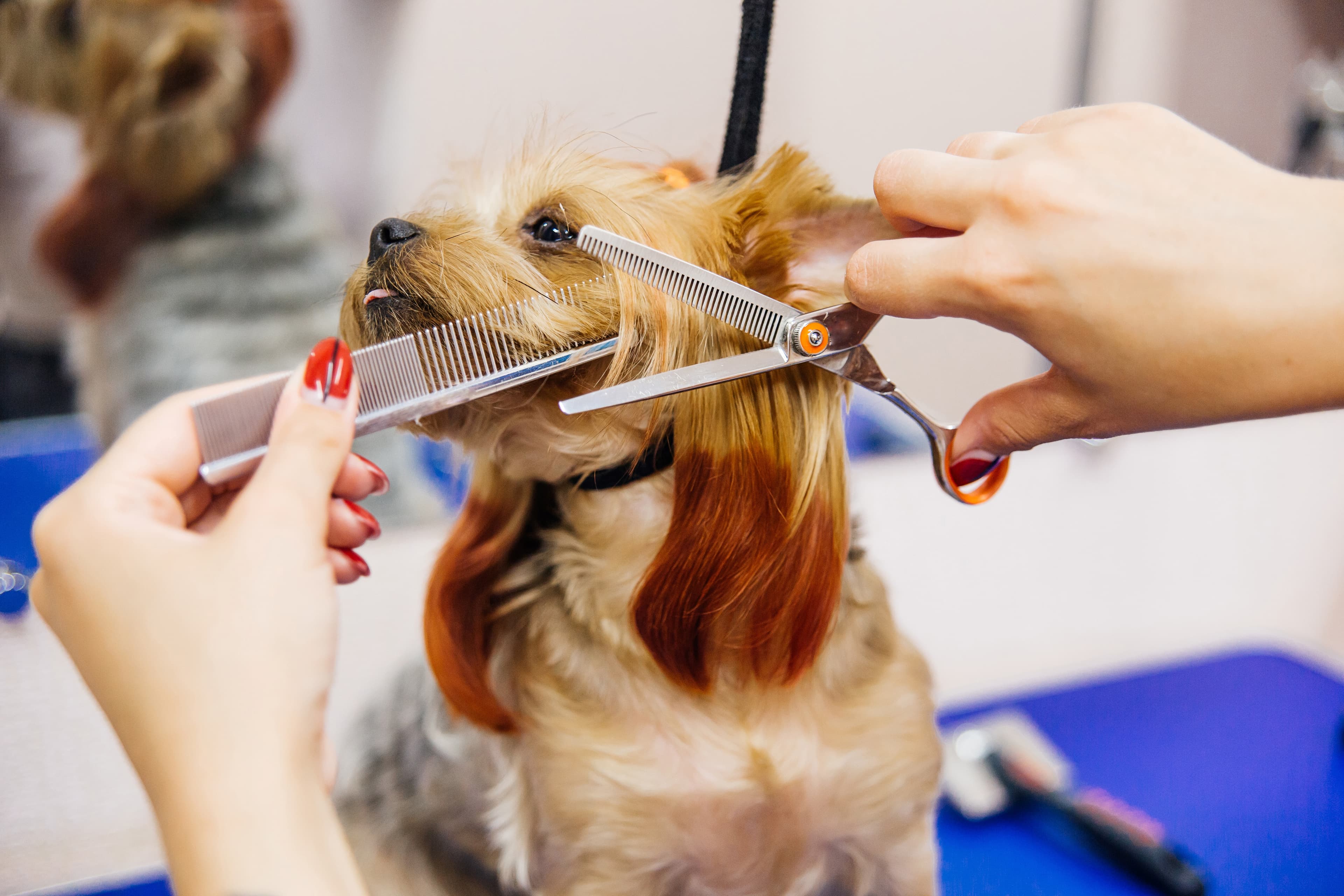 Fellpflege bei Hunden in Wien