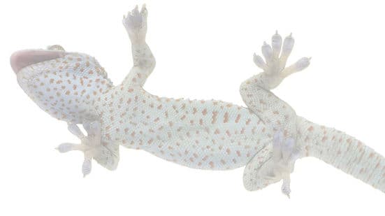 Image Component