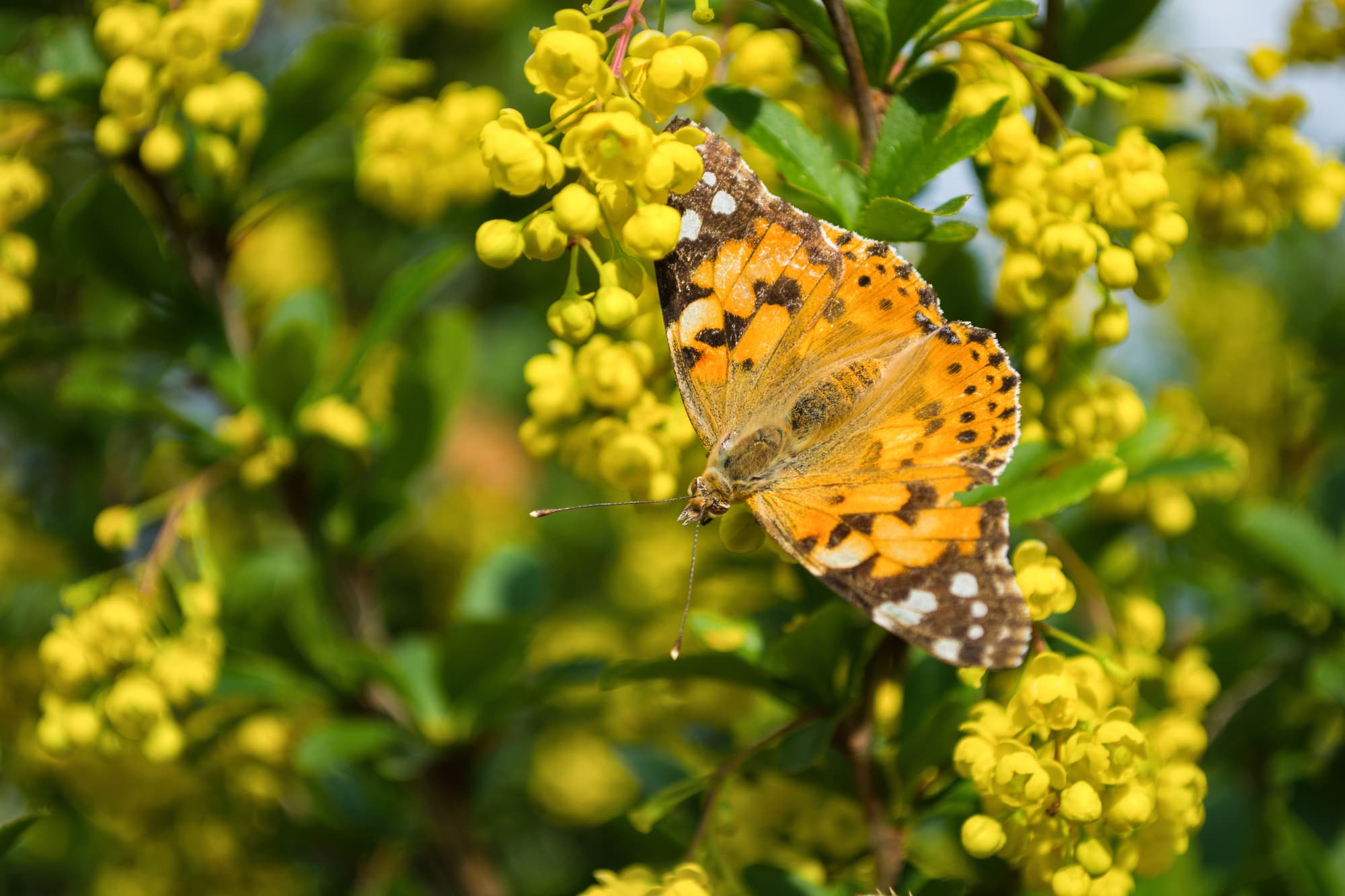 Garten für Kinder