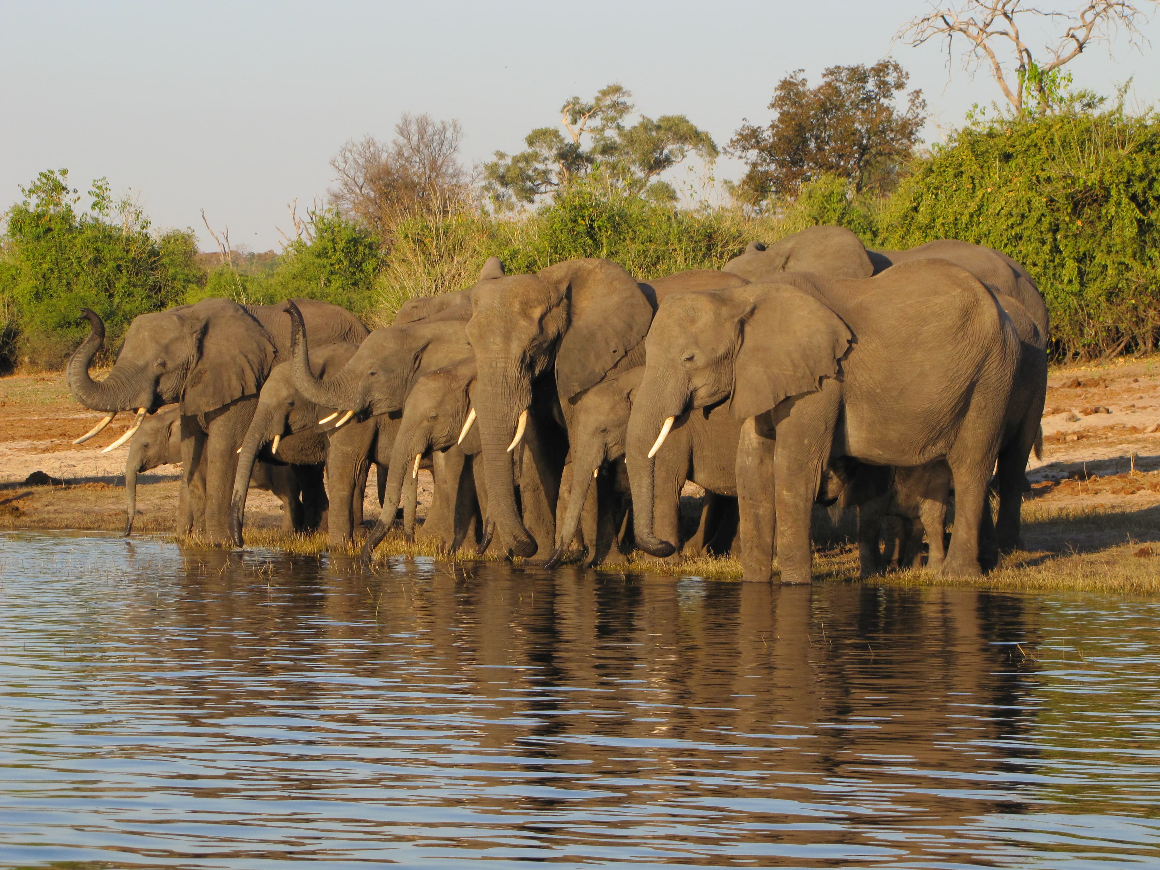 Safari-Abenteuer in Tansania planen