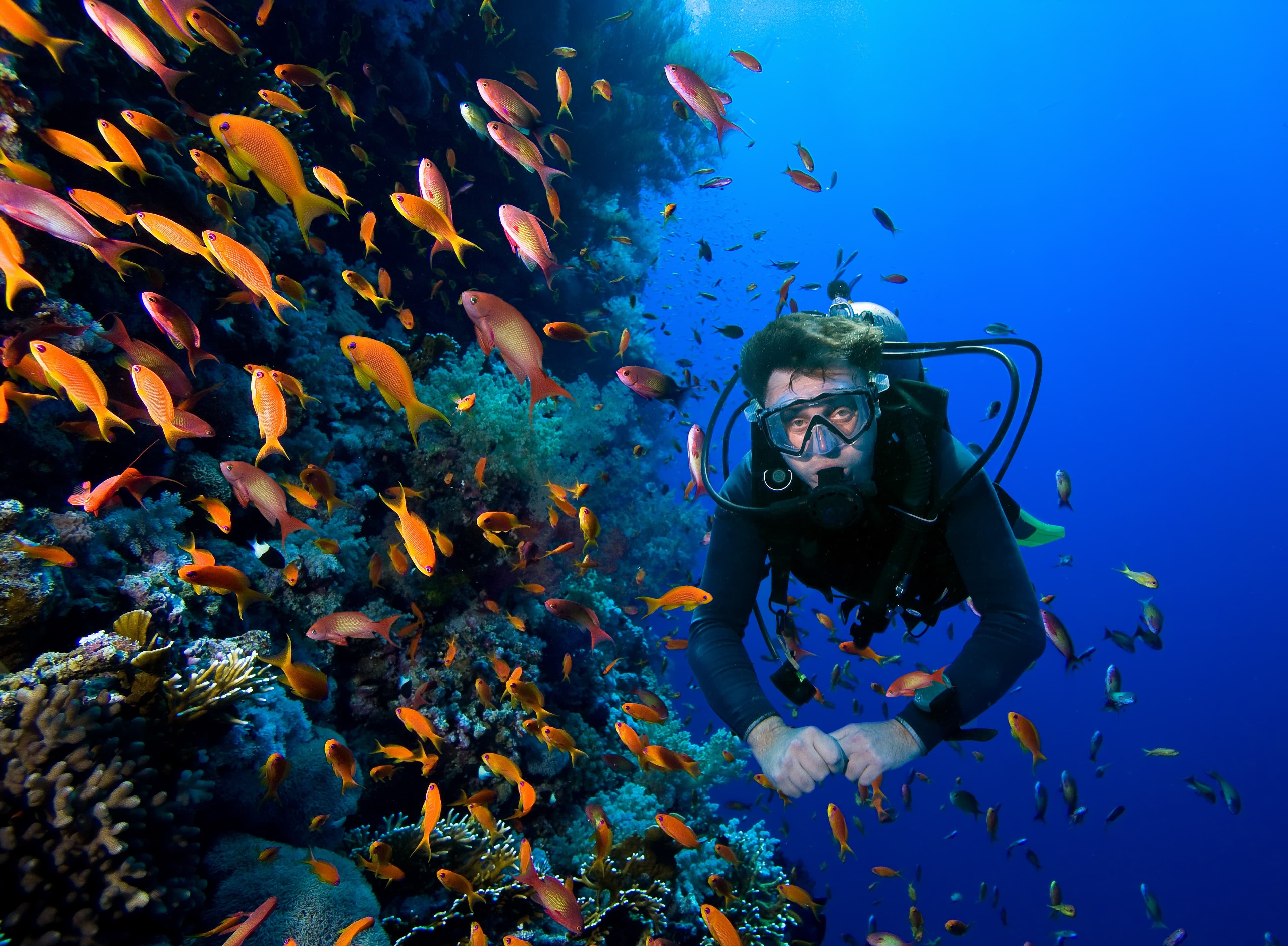Tauchsafari in Indonesien - Entdecken Sie Komodo!