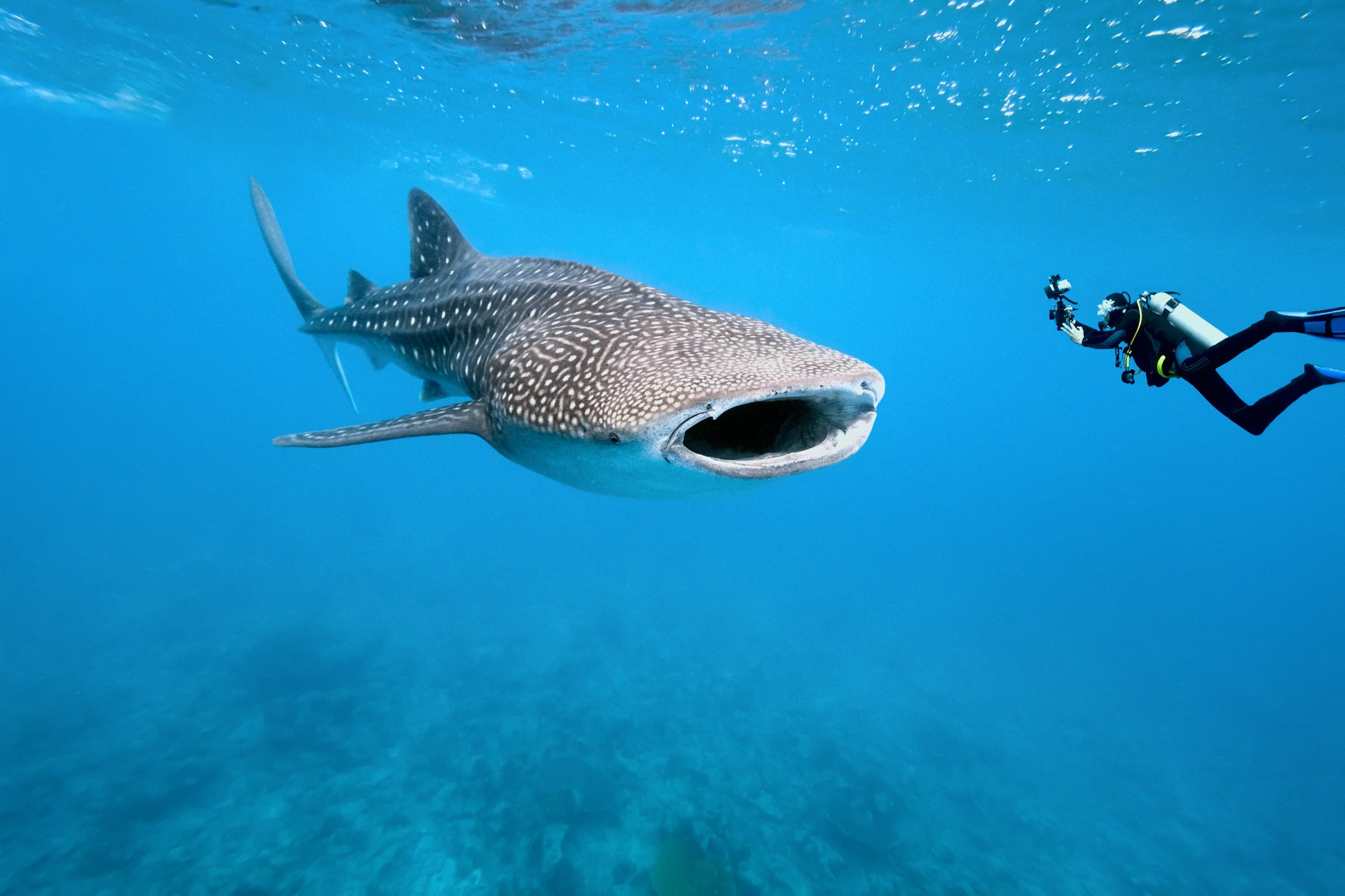 Tauchsafari Indonesien - tauchen mit Walhaien