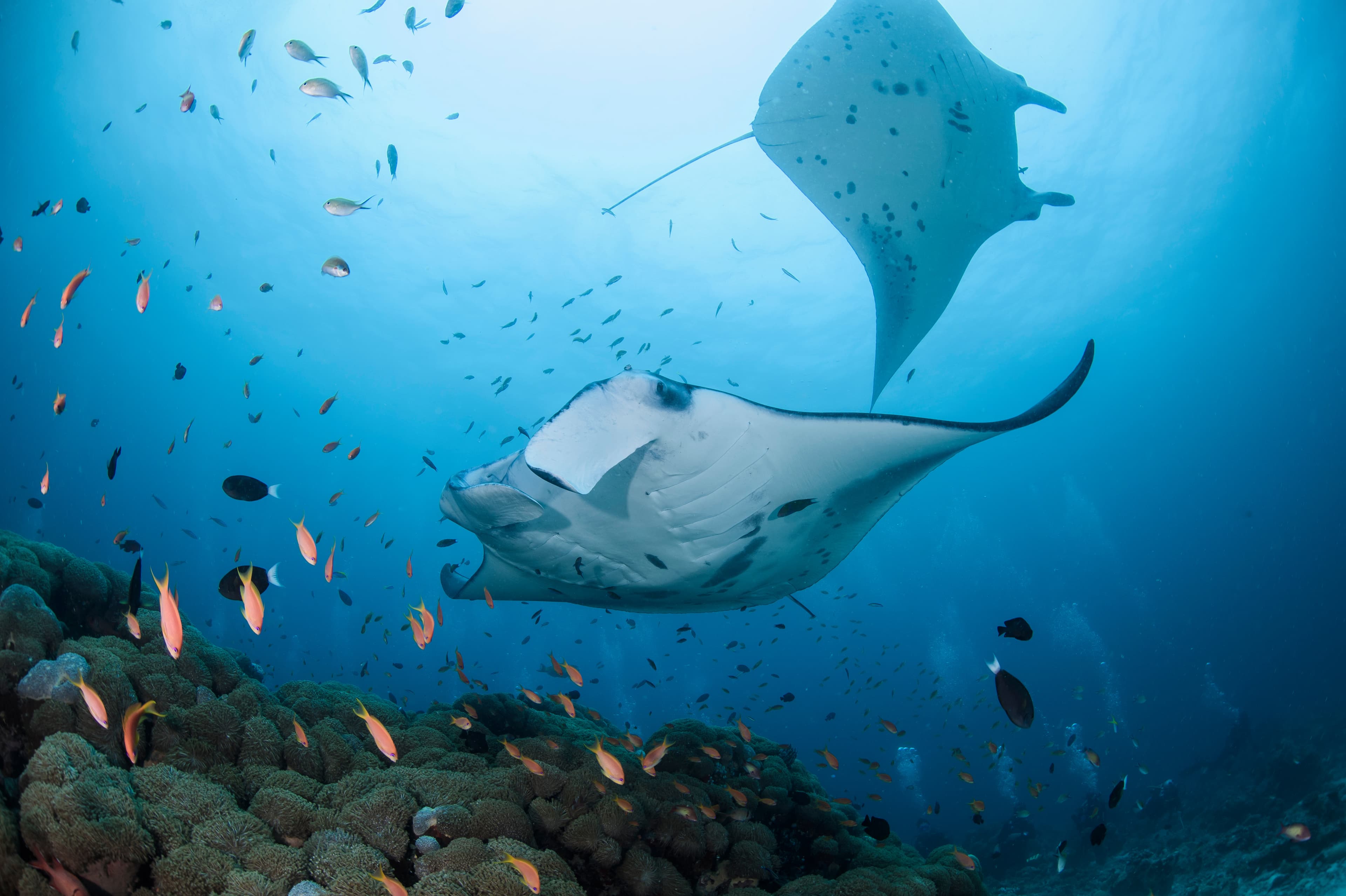 Tauchen mit Mantas auf den Malediven: Ein unvergessliches Erlebnis