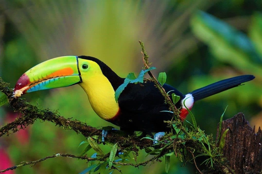 Exklusive Rundreise von Costa Rica nach Panama – Exotische Vielfalt zwischen zwei Ozeanen