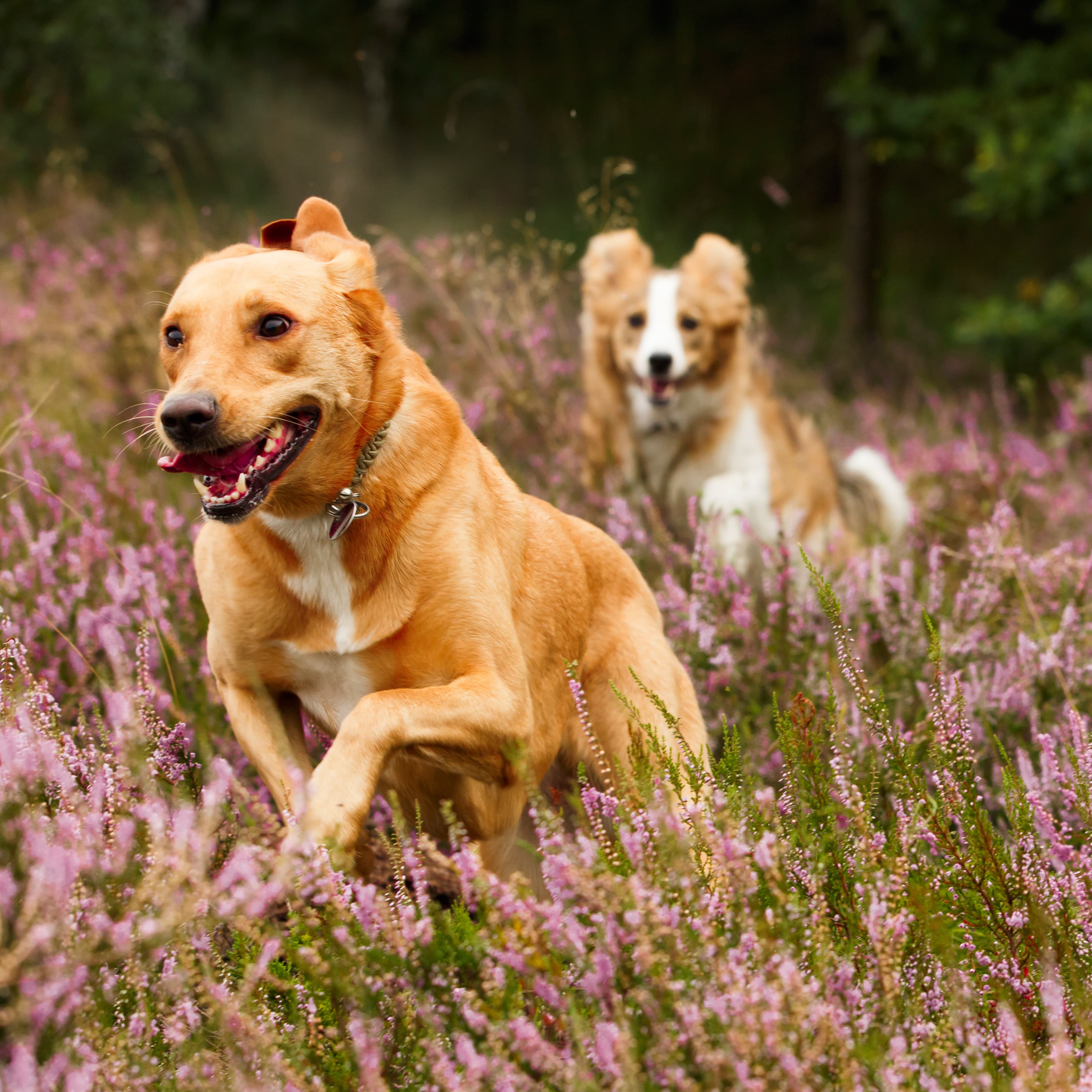 Blockaden bei Hunden lösen in Oberösterreich