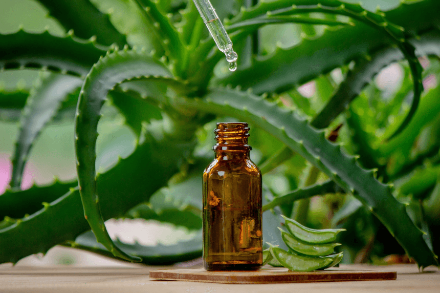 Vitalität mit dem natürlichen Produkt Aloe Vera