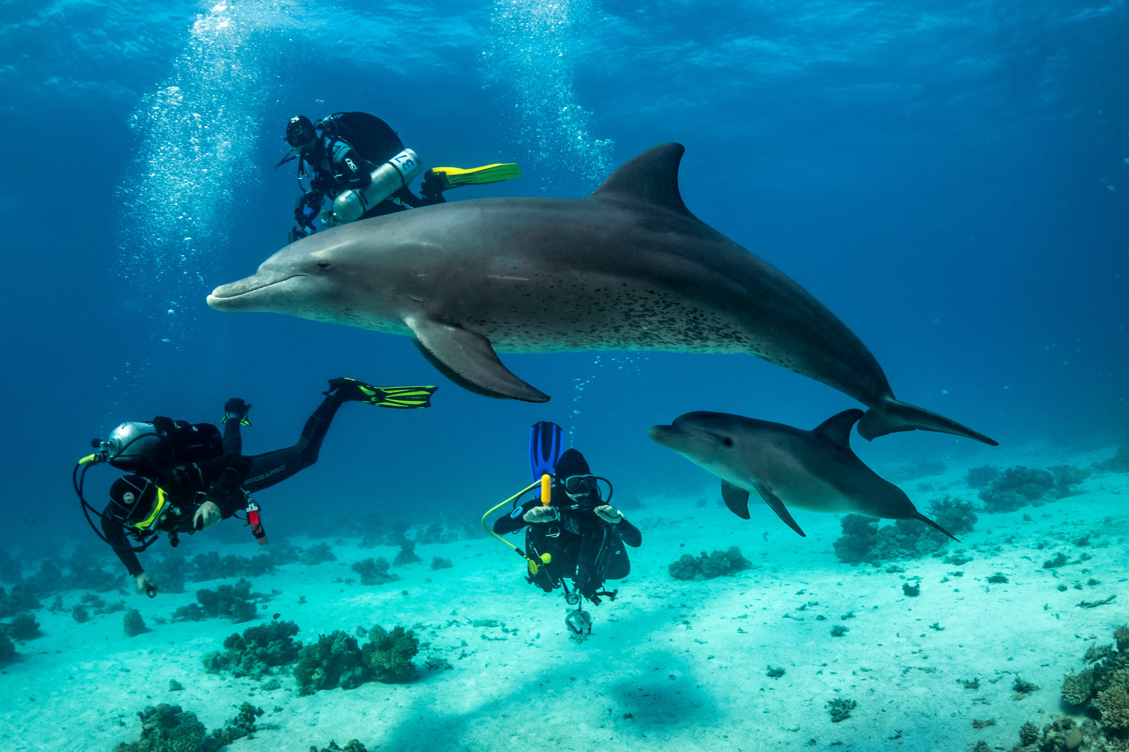 Tauchausflug mit Delfinen in Ägypten
