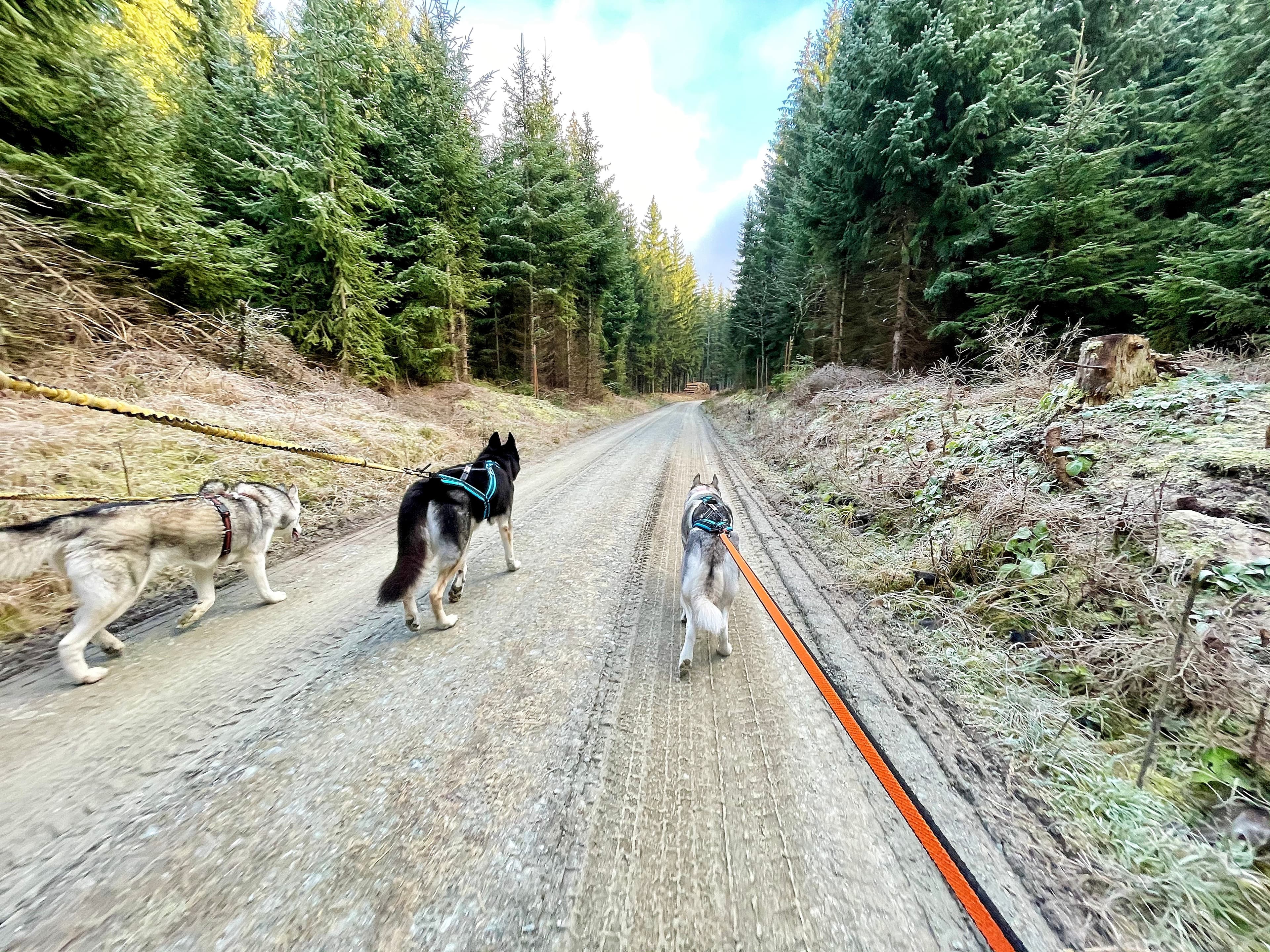 Unvergessliche Husky-Wanderungen in Österreich erleben