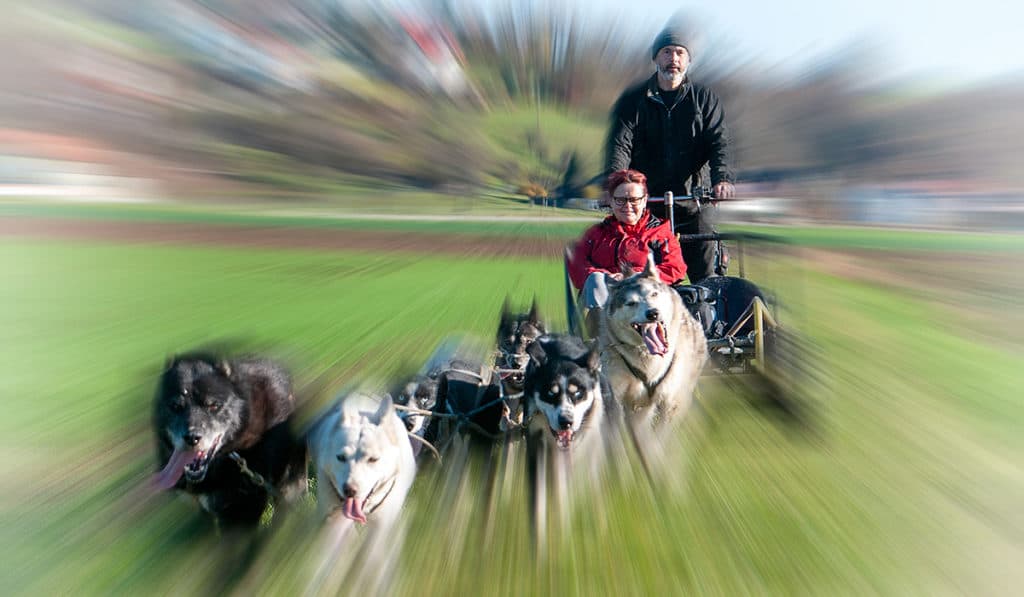 Husky Schlittenfahrten im Waldviertel