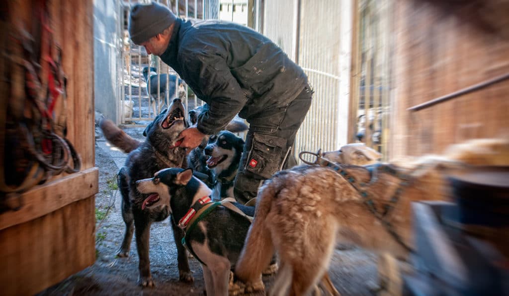 Workshop mit Huskys und Schlittenhunden