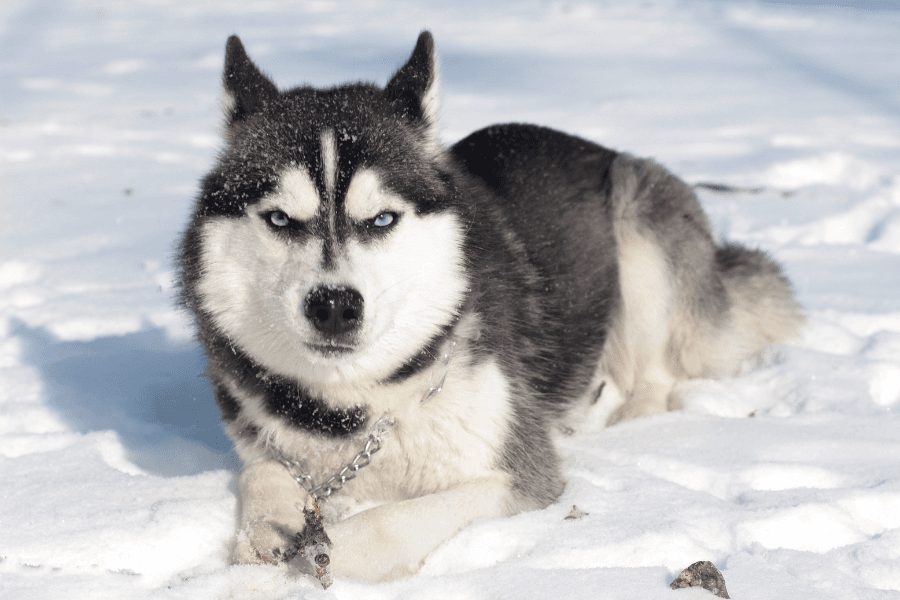 Professionelles Dog Coaching mit Hundetrainern