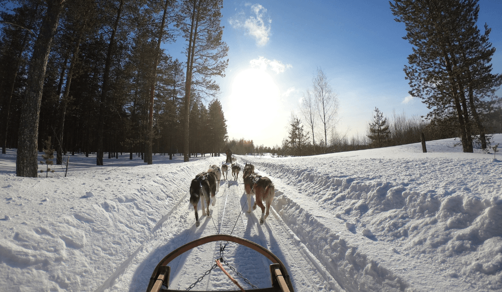 Zughundesport mit eigenem Hund erlernen