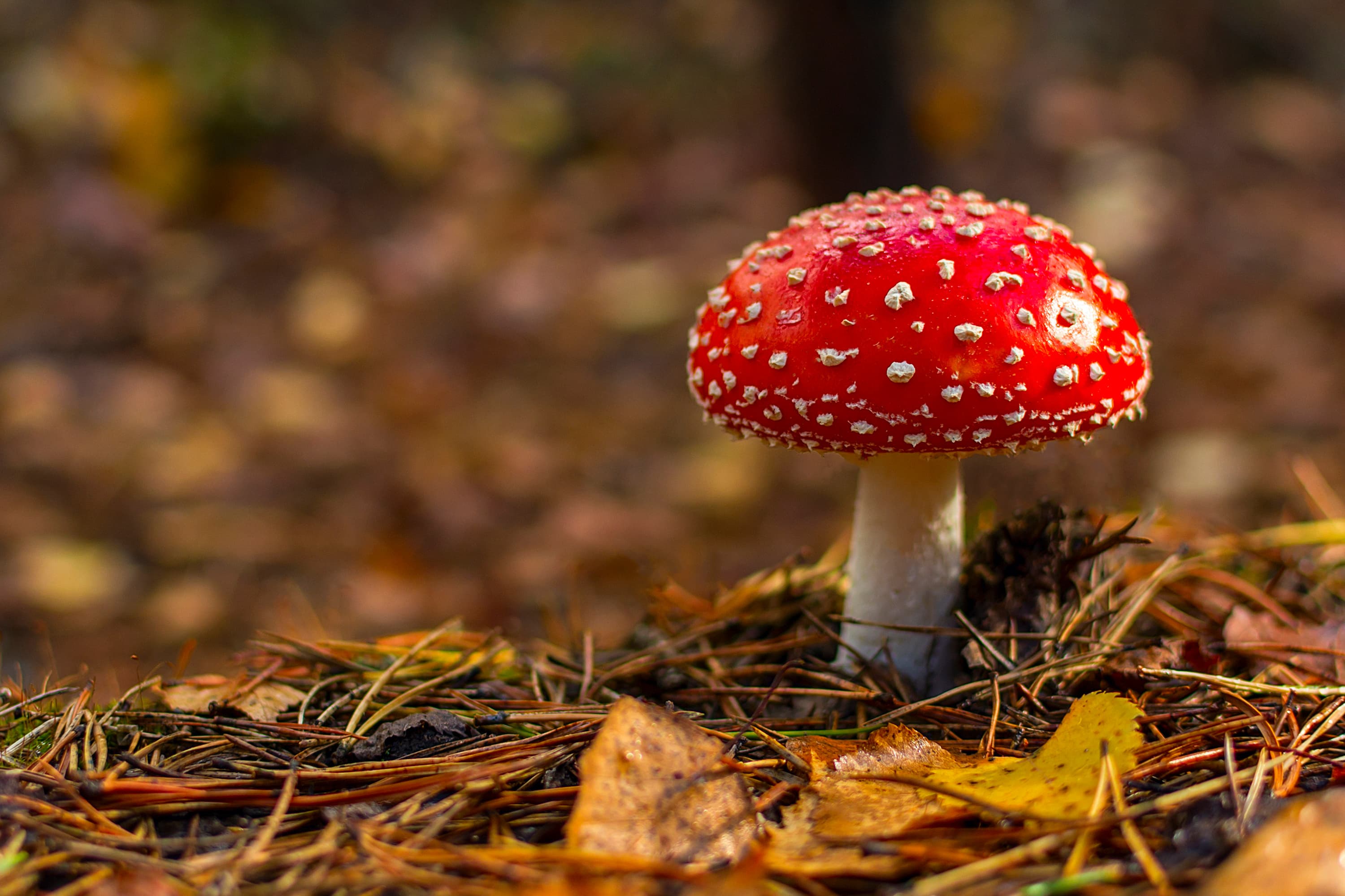 Besser schlafen durch Fliegenpilz Microdosing
