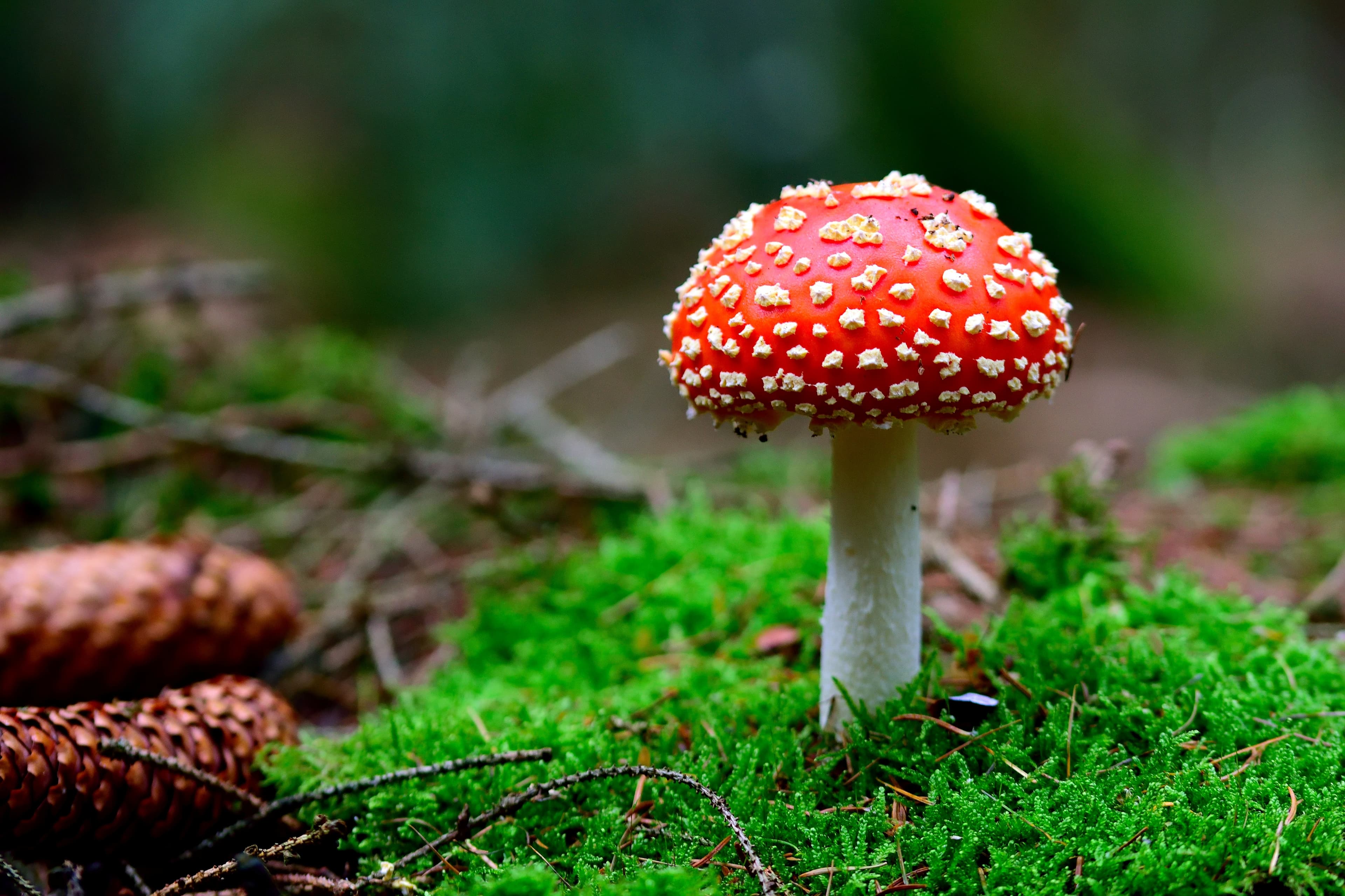Hilfe zur Traumaauflösung - Amanita Muscaria