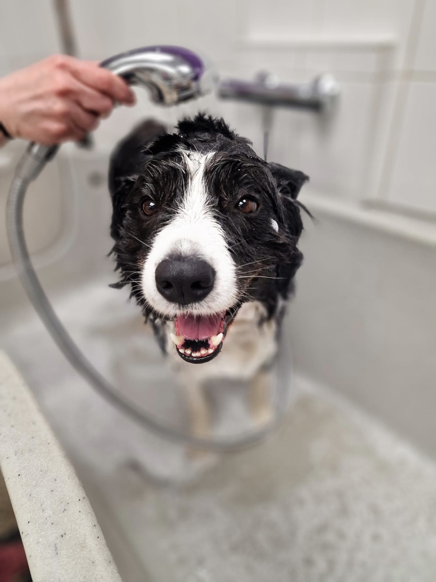 Hundesalon 