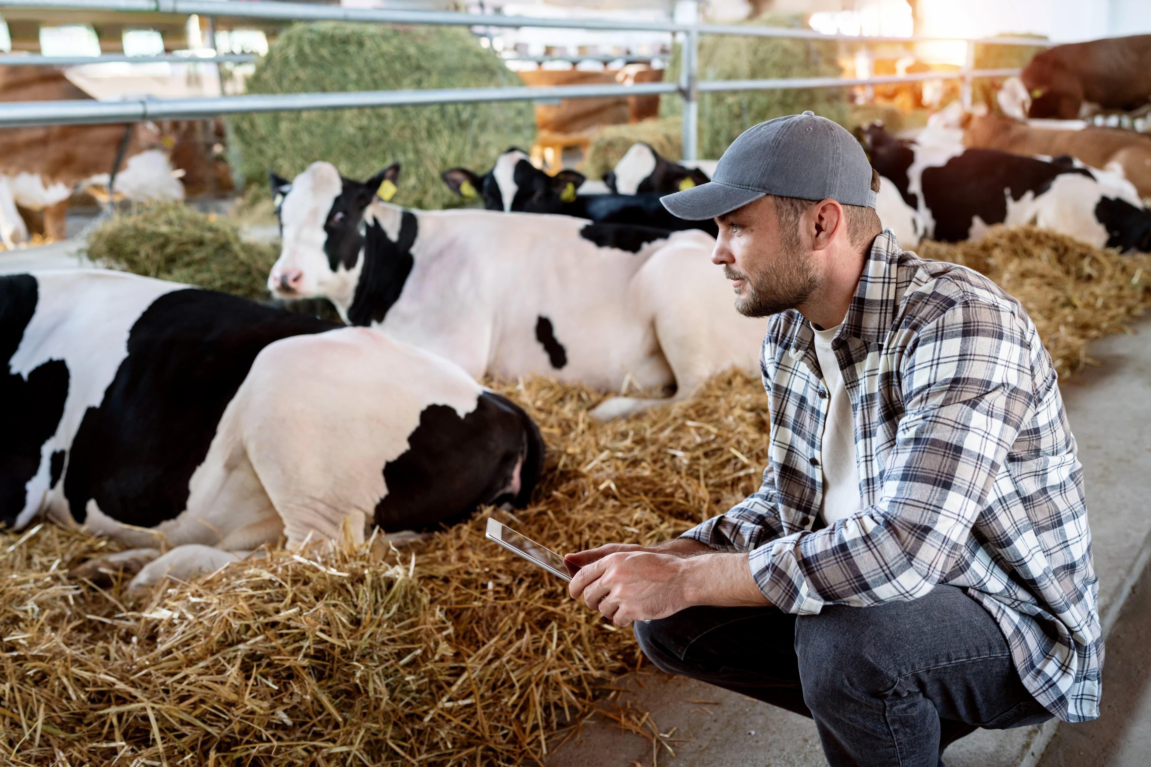 Barn Ventilation System for Calf Housing