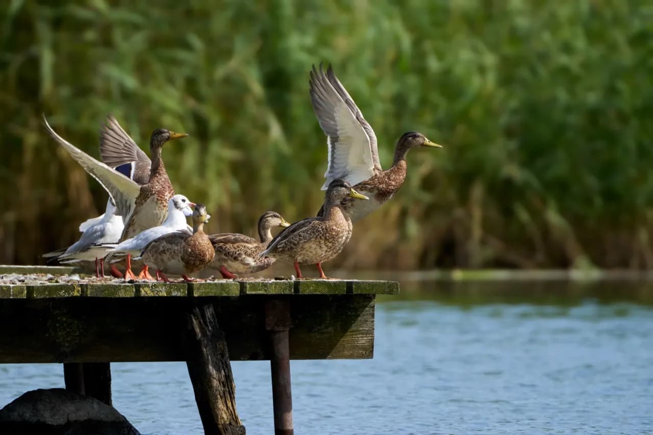 Günstige Ferienhäuser in Kölpinsee auf Usedom jetzt buchen