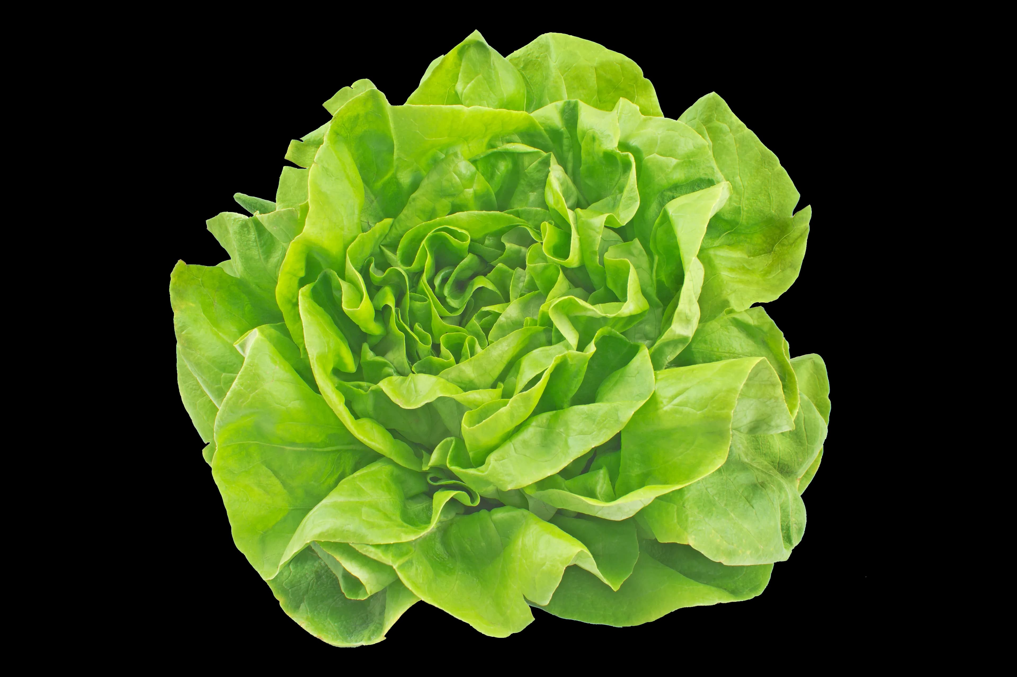 Bio Gemüsebrühe ohne Füllstoffe 