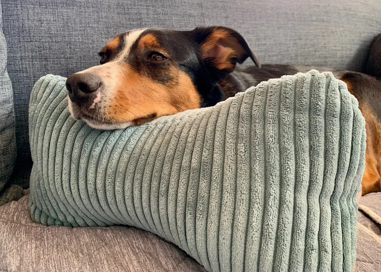 Geschenkideen für Hundebesitzer