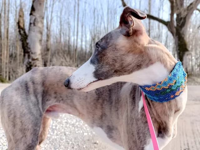 Erstklassige Schmuckhalsbänder für Hunde in Deutschland kaufen