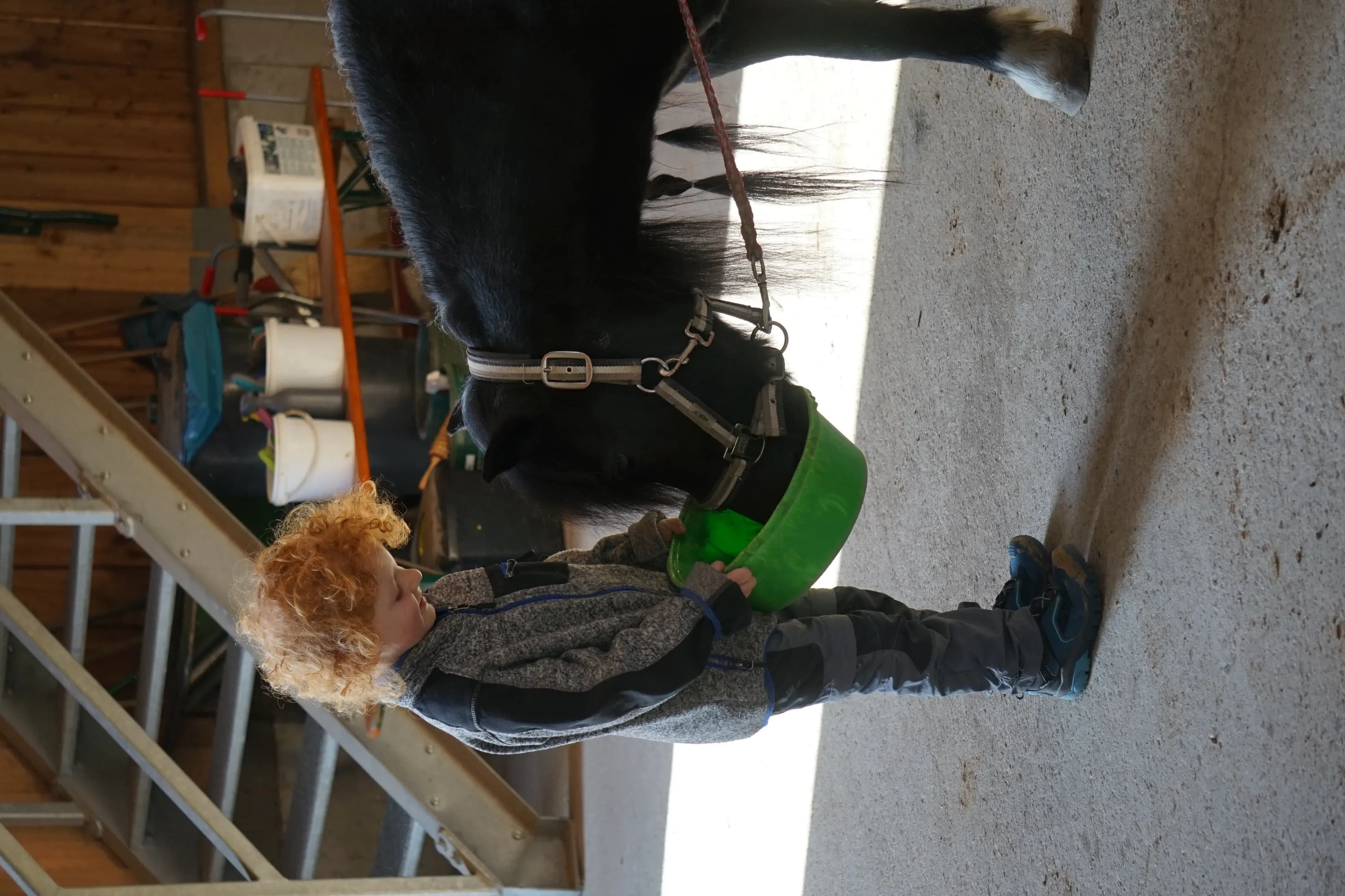 Kleiner Junge beim Füttern eines Ponys