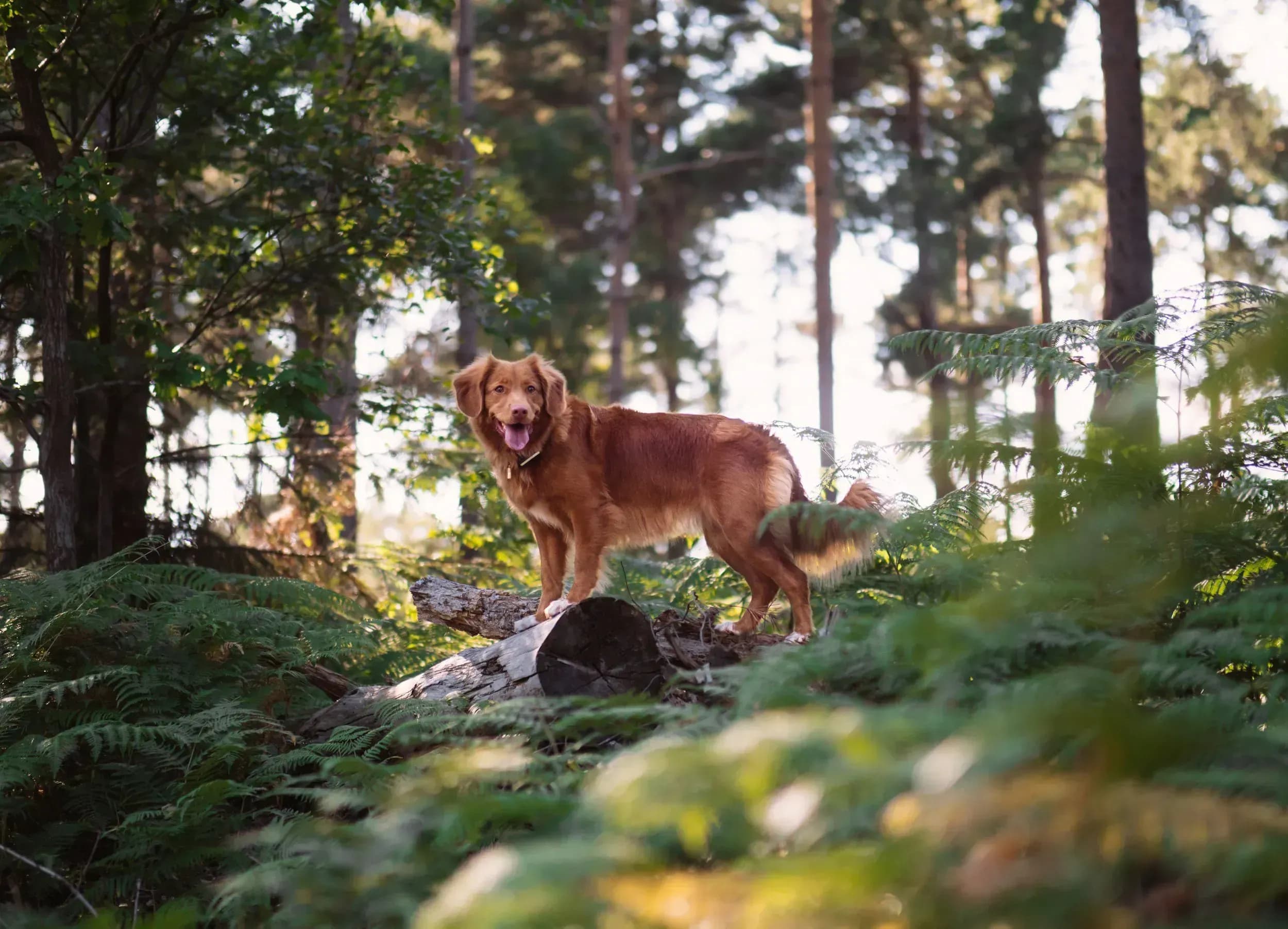 Ferienhaus für einen Urlaub mit Hund im Salzburger Land