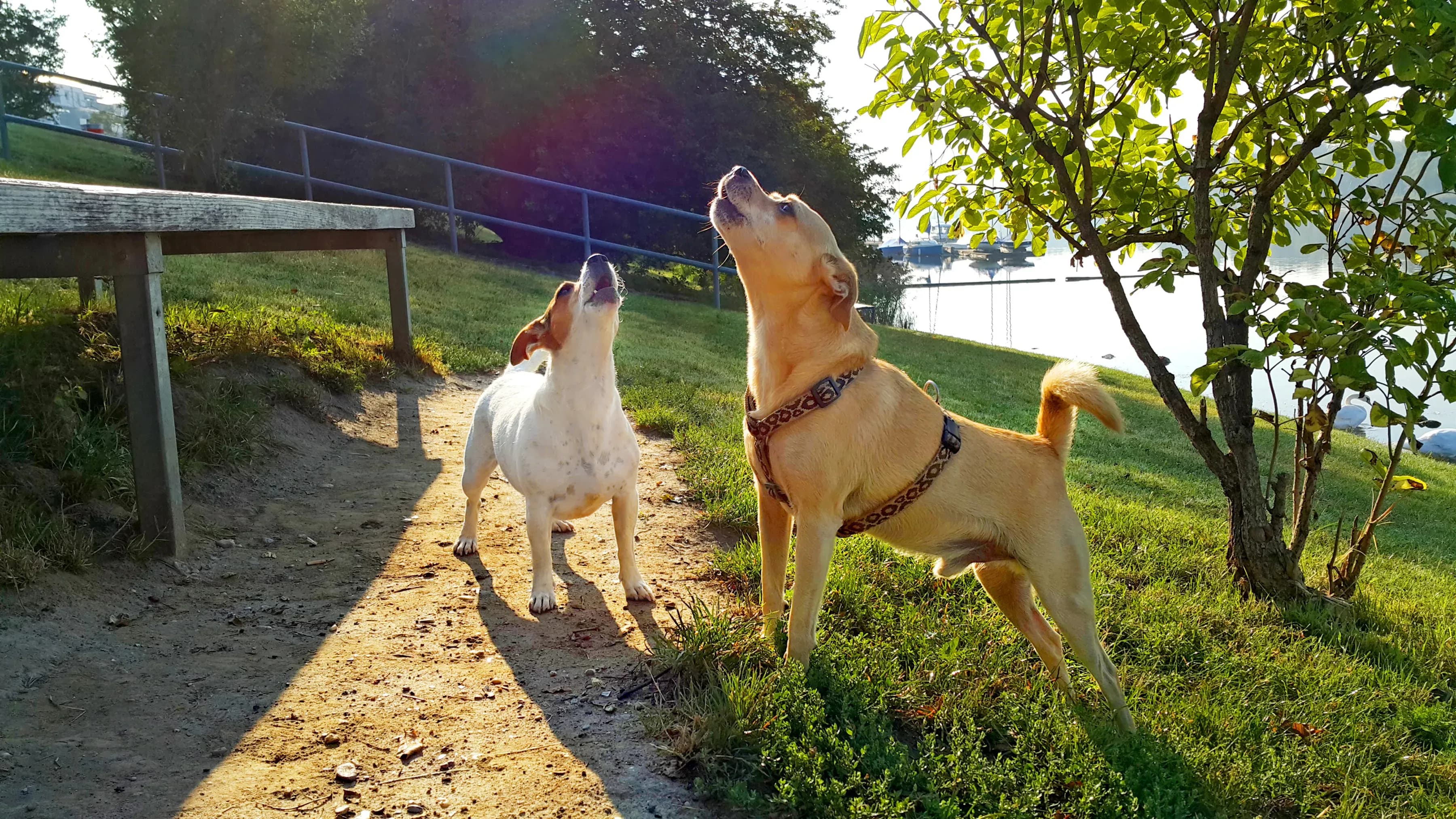 Hundefreundliches Ferienhaus am Hochficht