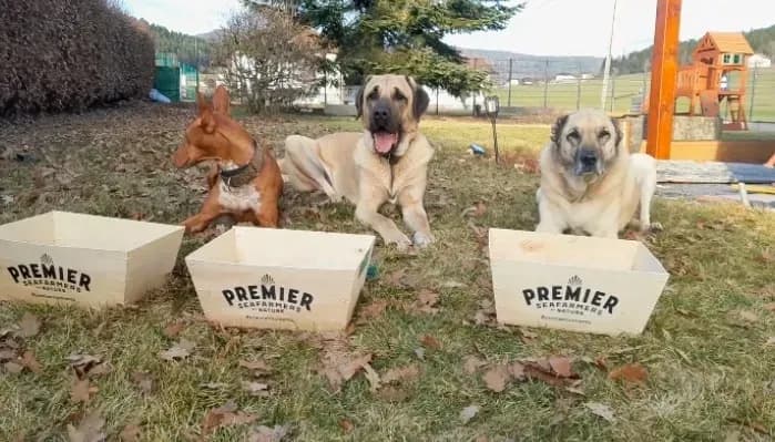 Ferienhaus für Hund und Kinder in Oberösterreich