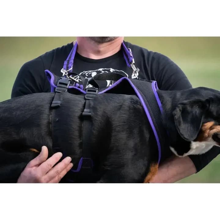 Beat Grossenbacher  Dogs Fun Run Support