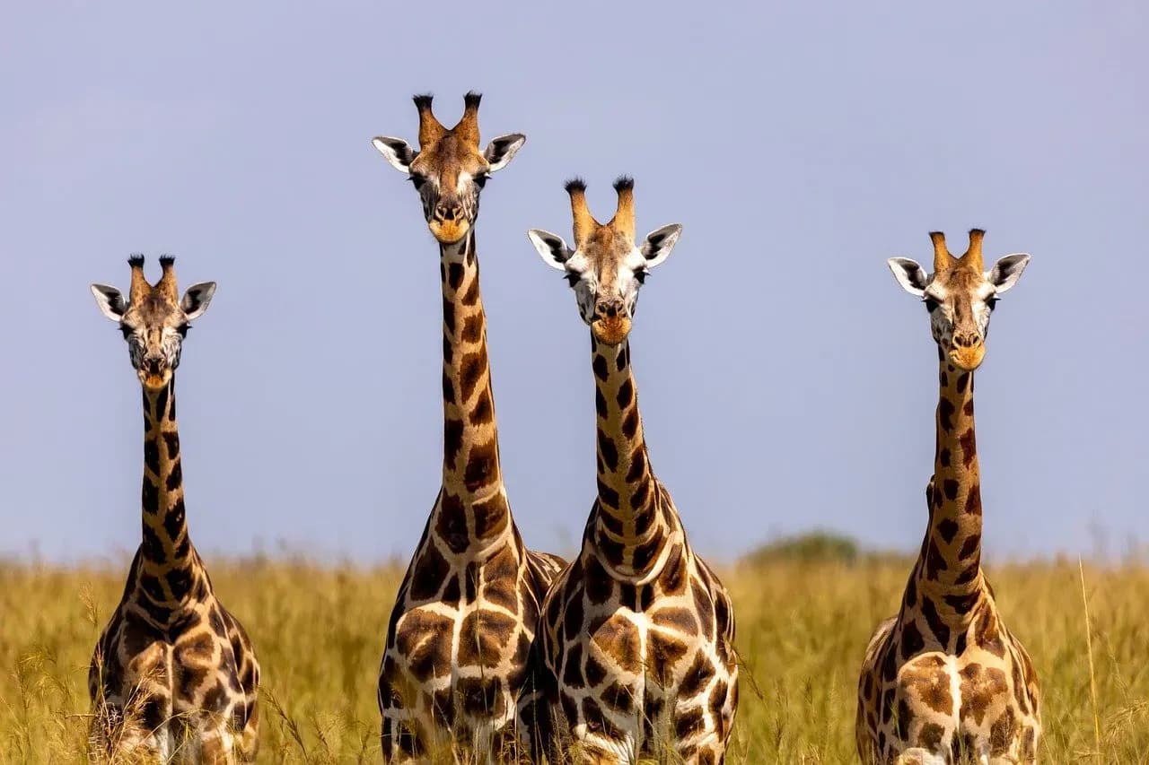 Reiseveranstalter für Uganda – Die Perle Afrikas entdecken
