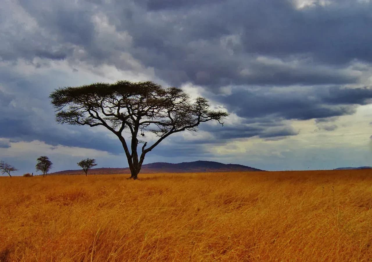 Tansania Safari – Unvergessliche Abenteuer in der Serengeti