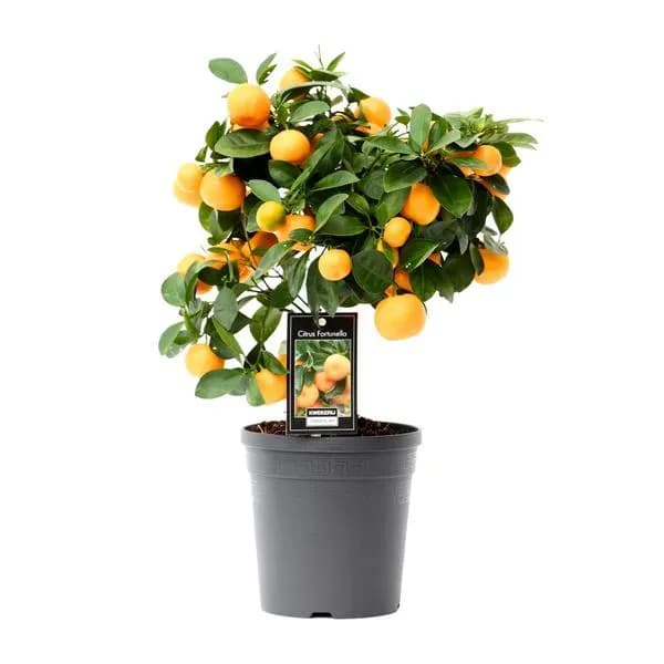 Citrus Calamondin - Ø15cm - h40cm