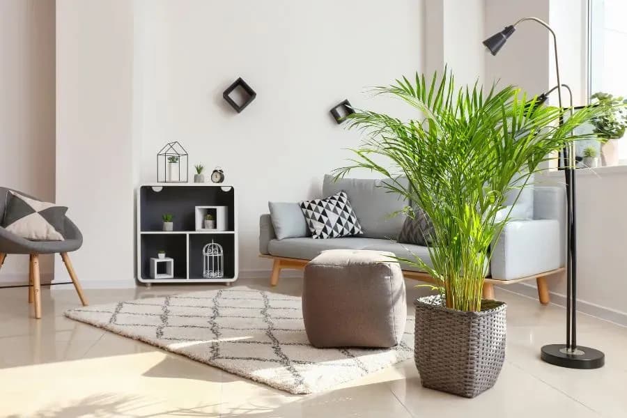 Welche Palmen eignen sich am besten für die Wohnung?