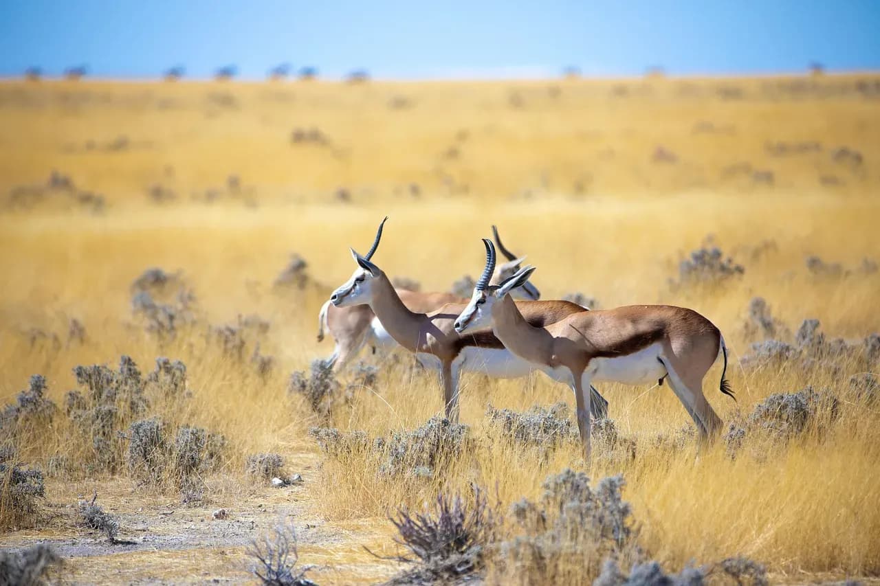 Namibia Safari – Wüstenlandschaften und wilde Tiere