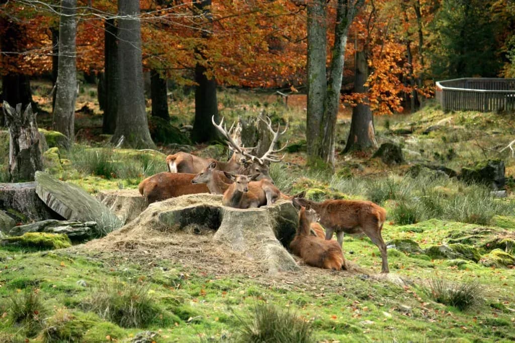 Urlaub im Nationalpark in der Nähe von Bodenmais