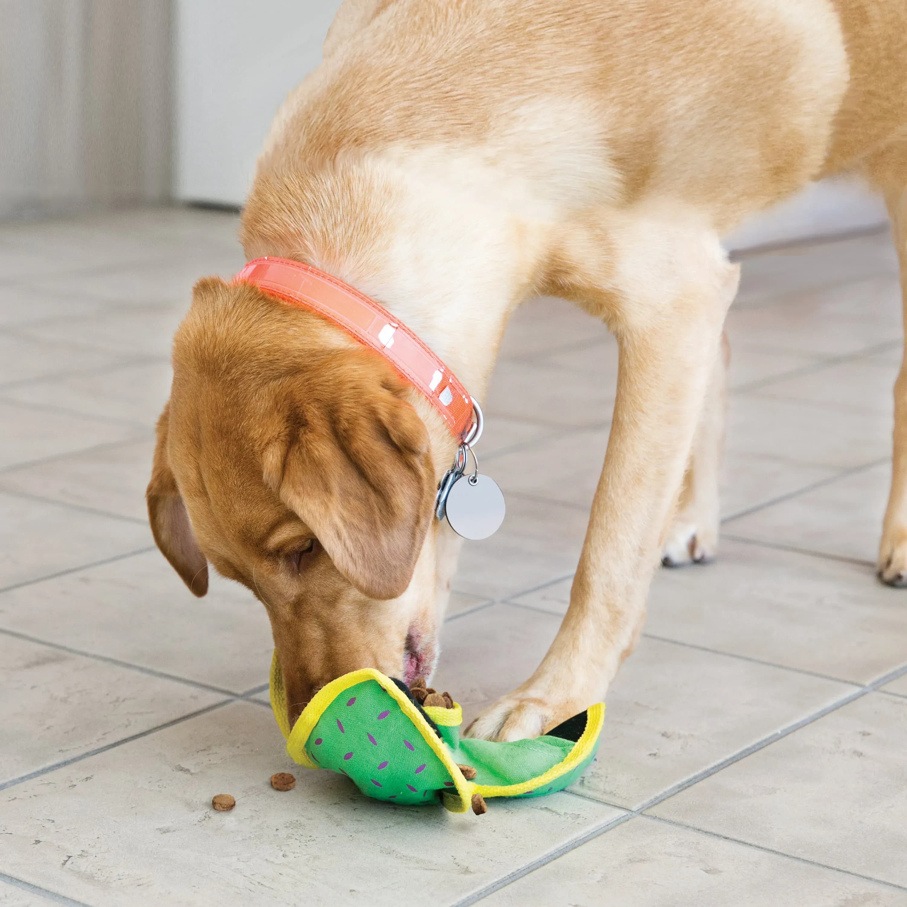 Zubehör für effektives Hundetraining