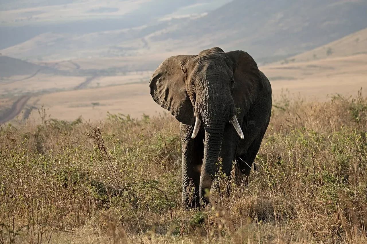 Tansania Safari-Reisen – Individuelle Abenteuer erleben