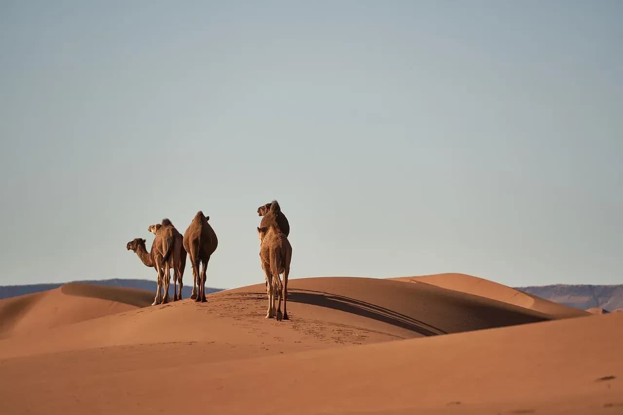 Marokko erleben – Von der Wüste bis zu den Märkten Marrakeschs