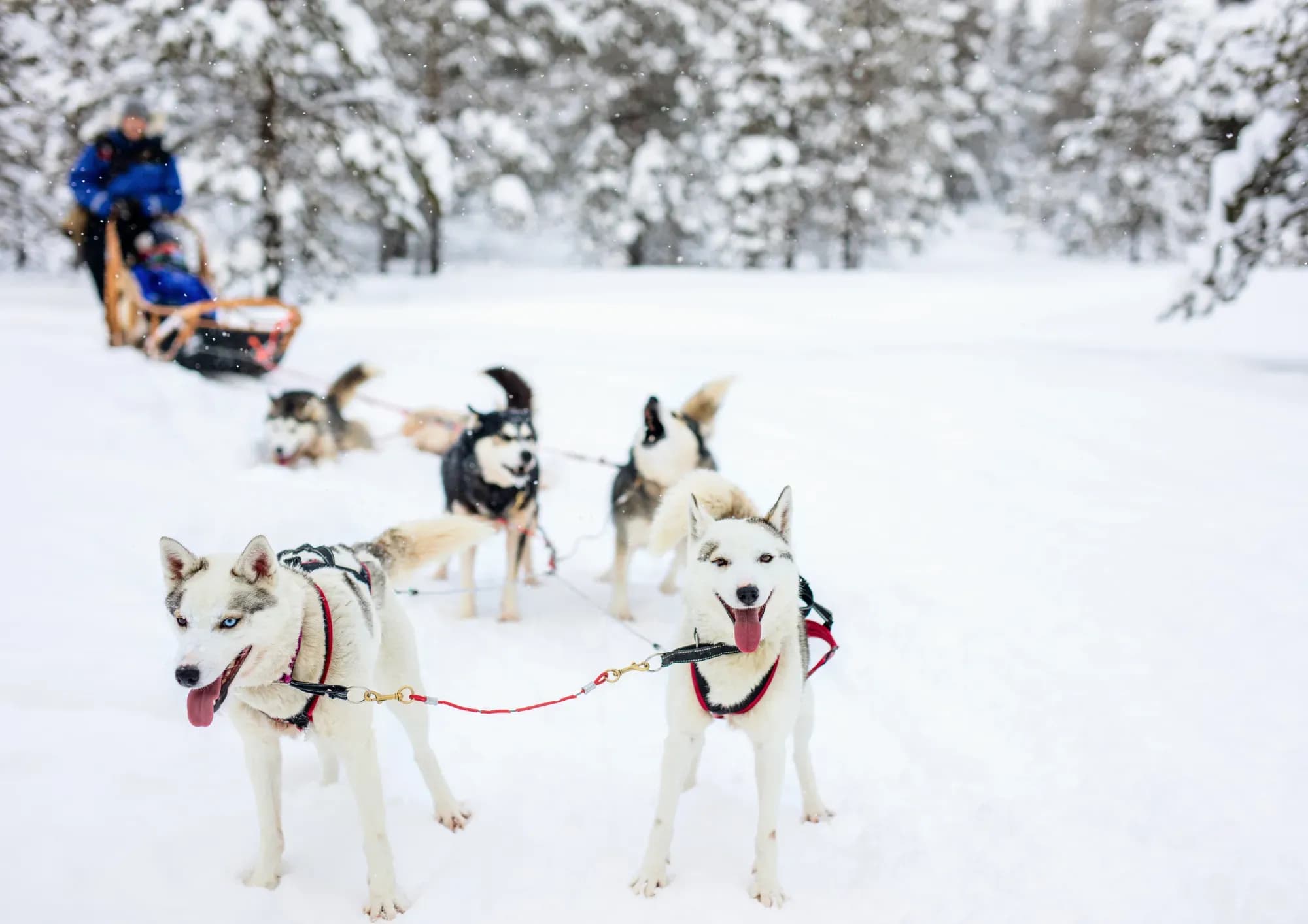 Winterferien in Lappland