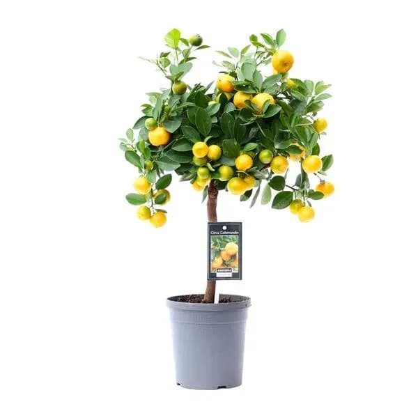 Citrus Calamondin - Ø15cm - h45cm