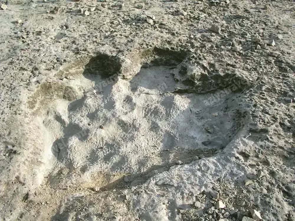 Dinosaurierspuren in Turkmenistan