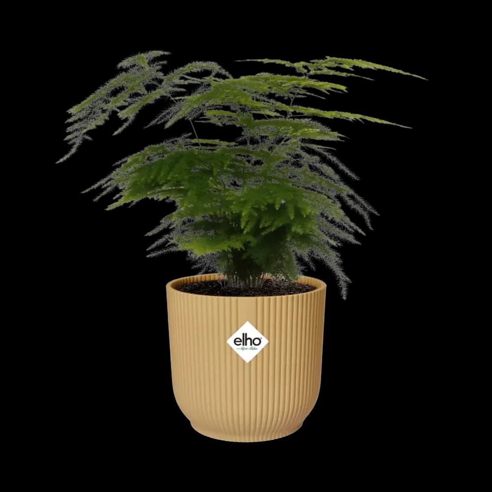 Asparagus Setaceus ‘Plumosus’ in ELHO Vibes Fold 14cm geel