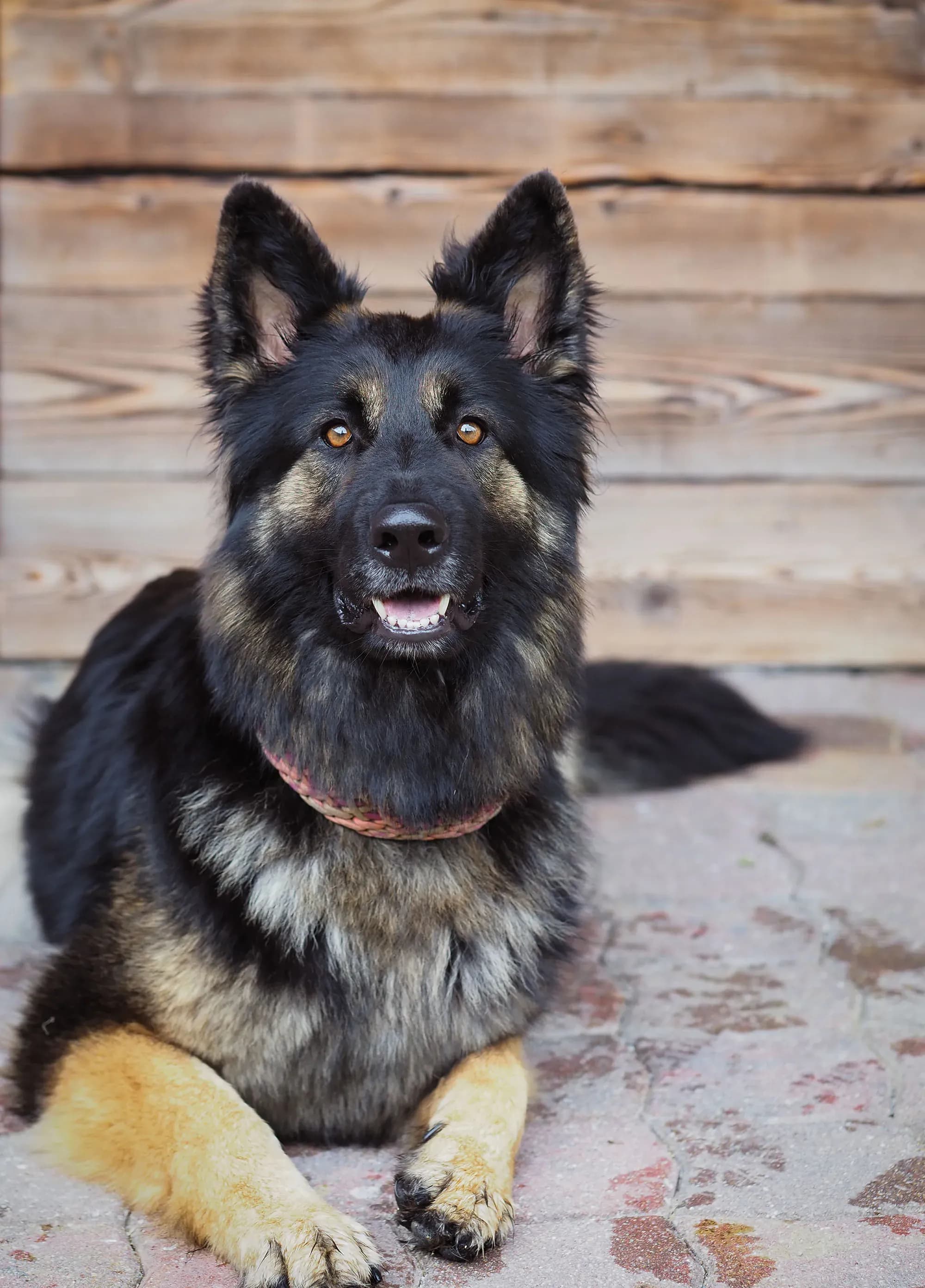 Hundefreundliche Ferienwohnung im Salzburger Land - Urlaub mit dem Hund