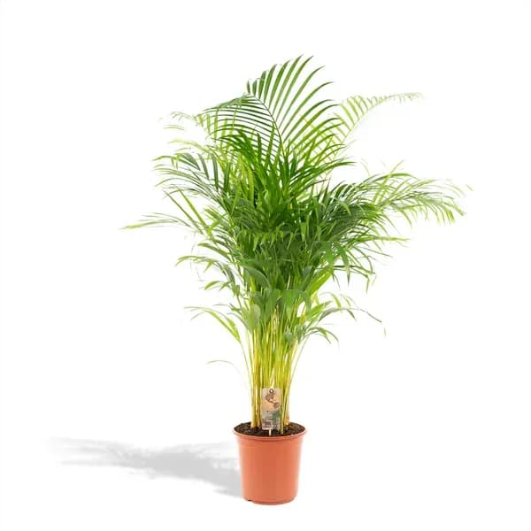 Areca-Palme - Ø24cm - h130cm